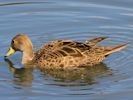 South Georgian Pintail (WWT Slimbridge 25/05/13) ©Nigel Key