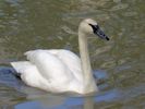 Trumpeter Swan (WWT Slimbridge May 2013) - pic by Nigel Key