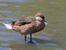 White-Cheeked Pintail (WWT Slimbridge May 2013) - pic by Nigel Key