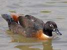 Australian Shelduck (WWT Slimbridge 26/07/13) ©Nigel Key