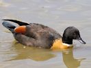 Australian Shelduck (WWT Slimbridge 26/07/13) ©Nigel Key