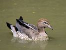 Australian Wood Duck (WWT Slimbridge 26/07/13) ©Nigel Key