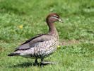 Australian Wood Duck (WWT Slimbridge 26/07/13) ©Nigel Key