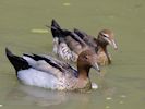 Australian Wood Duck (WWT Slimbridge 26/07/13) ©Nigel Key