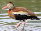 Black-Bellied Whistling Duck (WWT Slimbridge 26/07/13) ©Nigel Key