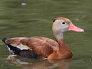 Black-Bellied Whistling Duck (WWT Slimbridge 26/07/13) ©Nigel Key