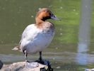 Canvasback (WWT Slimbridge 26/07/13) ©Nigel Key