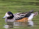 Chiloe Wigeon (WWT Slimbridge 26/07/13) ©Nigel Key