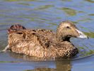 Eider (WWT Slimbridge 26/07/13) ©Nigel Key