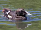 Eider (WWT Slimbridge 26/07/13) ©Nigel Key