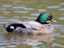 Falcated Duck (WWT Slimbridge 26/07/13) ©Nigel Key