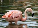 Chilean Flamingo (WWT Slimbridge 26/07/13) ©Nigel Key