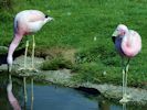 Andean Flamingo (WWT Slimbridge 26/07/13) ©Nigel Key