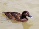 Hardhead (WWT Slimbridge 26/07/13) ©Nigel Key