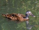 Laysan Duck (WWT Slimbridge 26/07/13) ©Nigel Key