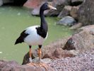 Magpie Goose (WWT Slimbridge July 2013) - pic by Nigel Key