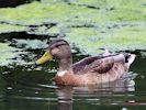 Mallard (WWT Slimbridge July 2013) - pic by Nigel Key