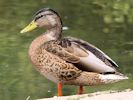 Mallard (WWT Slimbridge July 2013) - pic by Nigel Key