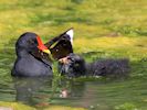 Moorhen (WWT Slimbridge 26/07/13) ©Nigel Key