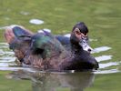 Muscovy Duck (WWT Slimbridge 26/07/13) ©Nigel Key