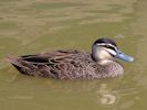 Pacific Black Duck (WWT Slimbridge 26/07/13) ©Nigel Key