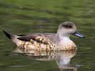 Patagonian Crested Duck (WWT Slimbridge 26/07/13) ©Nigel Key