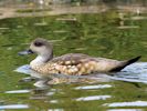 Patagonian Crested Duck (WWT Slimbridge 26/07/13) ©Nigel Key