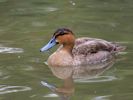 Philippine Duck (WWT Slimbridge July 2012) - pic by Nigel Key