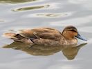 Philippine Duck (WWT Slimbridge 26/07/13) ©Nigel Key