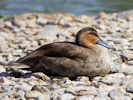 Philippine Duck (WWT Slimbridge July 2013) - pic by Nigel Key