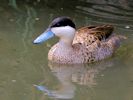 Puna Teal (WWT Slimbridge July 2013) - pic by Nigel Key