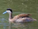 Puna Teal (WWT Slimbridge 26/07/13) ©Nigel Key