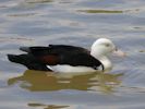 Radjah Shelduck (WWT Slimbridge July 2013) - pic by Nigel Key