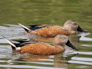 Red Shoveler (WWT Slimbridge July 2013) - pic by Nigel Key