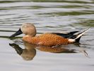 Red Shoveler (WWT Slimbridge 26/07/13) ©Nigel Key