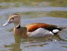 Ringed Teal (WWT Slimbridge 26/07/13) ©Nigel Key