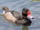 Rosybill (WWT Slimbridge 26/07/13) ©Nigel Key