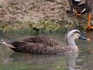 Chinese Spot-Billed Duck (WWT Slimbridge July 2013) - pic by Nigel Key