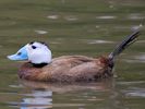 White-Headed Duck (WWT Slimbridge 26/07/13) ©Nigel Key