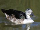 South African Comb Duck (WWT Slimbridge March 2014) - pic by Nigel Key