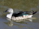 South African Comb Duck (WWT Slimbridge March 2014) - pic by Nigel Key