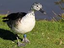 South African Comb Duck (WWT Slimbridge March 2014) - pic by Nigel Key