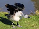 African Comb Duck (WWT Slimbridge 16/03/14) ©Nigel Key