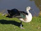 African Comb Duck (WWT Slimbridge 16/03/14) ©Nigel Key