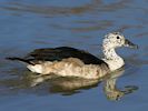 African Comb Duck (WWT Slimbridge 16/03/14) ©Nigel Key