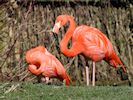 American Flamingo (WWT Slimbridge March 2014) - pic by Nigel Key