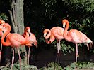 American Flamingo (WWT Slimbridge 16/03/14) ©Nigel Key