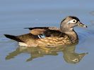 American Wood Duck (WWT Slimbridge 16/03/14) ©Nigel Key