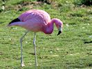 Andean Flamingo (WWT Slimbridge March 2014) - pic by Nigel Key