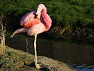 Andean Flamingo (WWT Slimbridge 16/03/14) ©Nigel Key